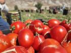 برداشت 100 تن گوجه فرنگی از هر هکتار در باجگیران قوچان